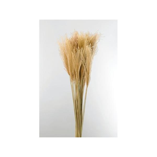 【商品番号：034-00923】/【VAR：65655】4988489023528/20180630new/fuwa2020/bk-3013/fuw-01ドライ穂物 ススキ