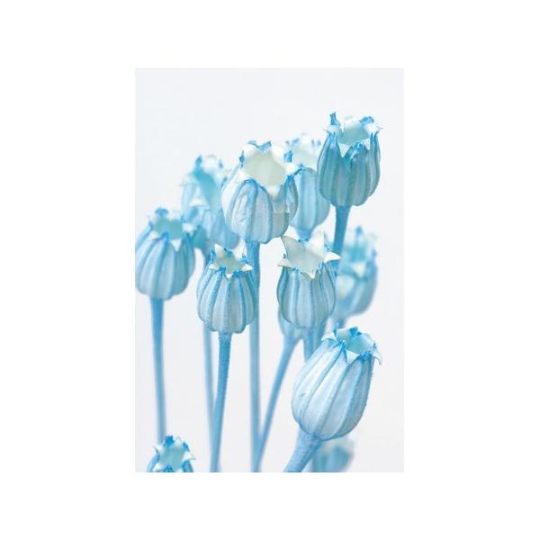 【商品番号：034-01566】/【VAR：4570】/50510-601/4988489189729/16pa015/psum-004/bk-1108ドライフラワー花材 その他ドライフラワー