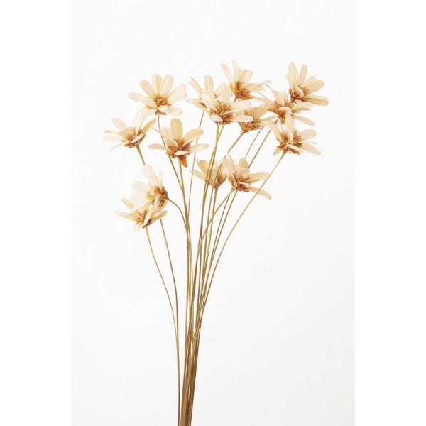 【商品番号：034-01788】/【VAR：59632】32140-010/4988489046787/mothersday_preserved/fun-01/16haha159/bk-0044/bk-3019ソラフラワー その他ソラフラワー