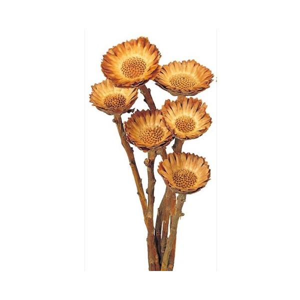 【商品番号：034-01895】/【VAR：4547】/40240-001/4988489013918/bk-0045/bk-2003/bk-3011ドライワイルドフラワー その他ワイルドフラワー【大地農園】