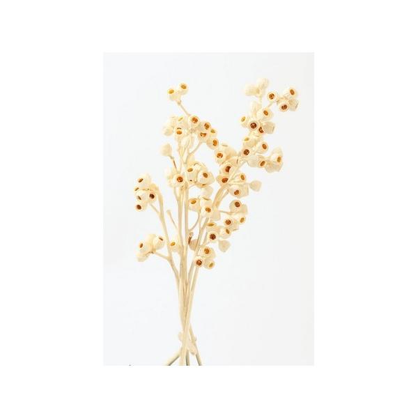 【商品番号：034-03164】/【VAR：10754】40220-011/4988489195355/aki_drypuri2015_005/15x-020/16x-007/bk-1045/bk-2045ドライ実物＆フルーツ 木の実