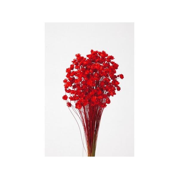 【商品番号：034-04081】/【VAR：4490】498848920826020170706new/15px-007/bk-3016ドライフラワー花材 スターフラワー