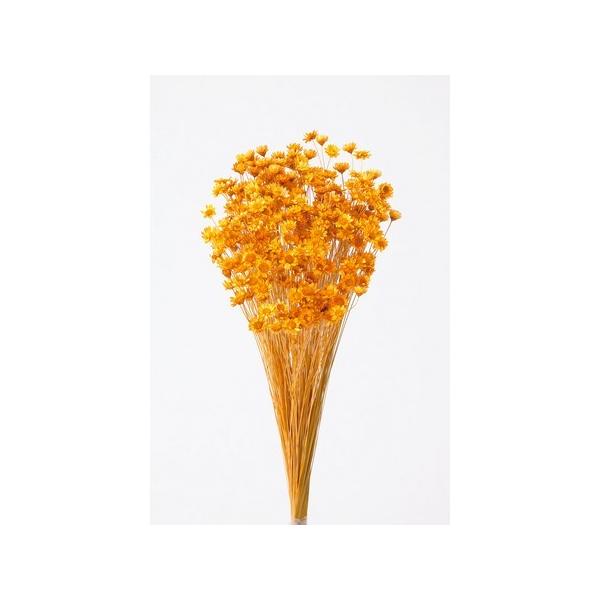 【商品番号：034-04082】/【VAR：4490】即日発送/498848920814720170706new/18hwdp1/bk-3016ドライフラワー花材 スターフラワー