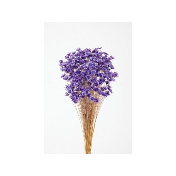 【商品番号：034-04083】/【VAR：4490】498848920824620170706new/bk-3016ドライフラワー花材 スターフラワー