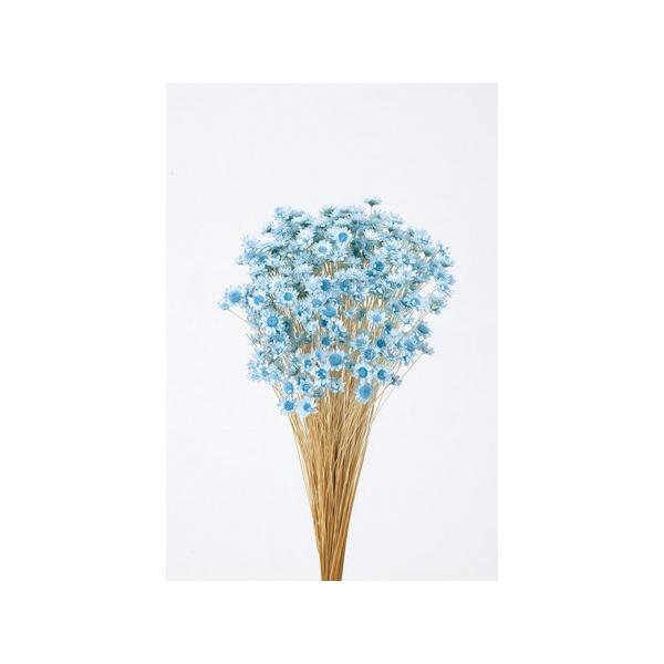 【商品番号：034-04086】/【VAR：4490】498848920822220170706new/bk-2108/bk-3016ドライフラワー花材 スターフラワー