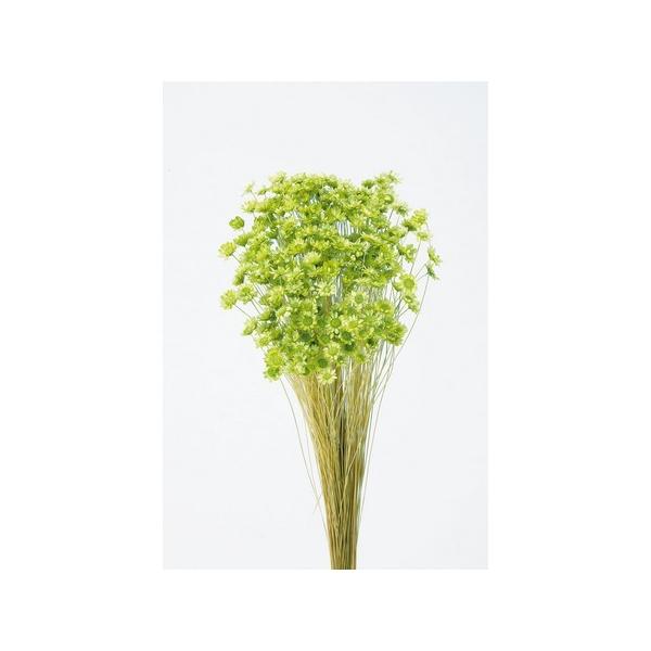 【商品番号：034-04087】/【VAR：4490】498848920820820170706new/bk-3016/P17yes-009ドライフラワー花材 スターフラワー