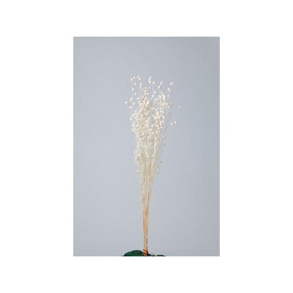 【商品番号：034-04089】/【VAR：4529】大地農園新商品201301/35010-011/4988489210690/biridal_kikaku-25/psum-013/bk-0025/bk-1026/bk-2108ドライフラ...