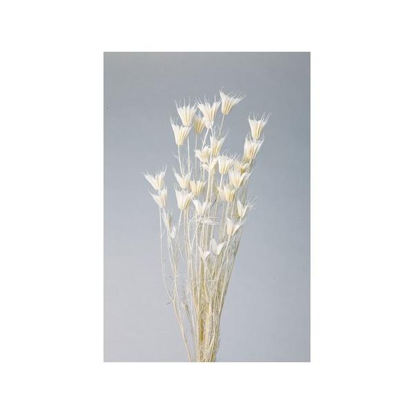 【商品番号：034-04095】/【VAR：4377】大地農園新商品201301/10380-011/4988489006439/sum2014-07/2015haha-41/biridal_kikaku-25/psum-013/bk-21...