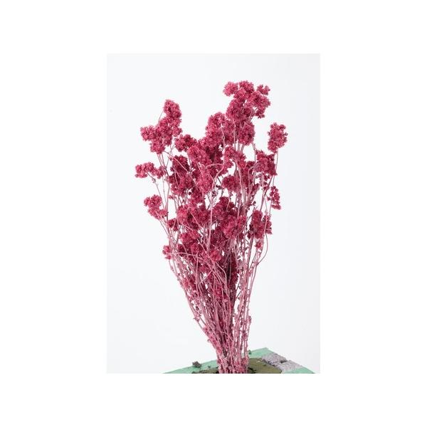 【商品番号：034-04103】/【VAR：4486】大地農園新商品201301/30140-211/4988489208482/bk-2108ドライフラワー花材 その他ドライフラワー