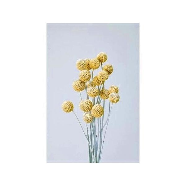 【商品番号：034-04129】/【VAR：4548】大地農園新商品201301/40292-012/4988489206709/mothersday_preserved/aki_drypuri2015_007/15i_aki_41/aki...