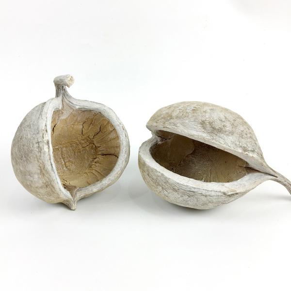 ブッダナッツ 割引有 16個セット L ウォッシュホワイト 大地農園 ブッダナッツ 割引有 16個セット L ウォッシュホワイト 大地農園