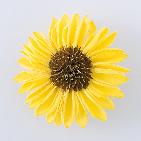 【商品番号：034-05387】/【VAR：77122】即日発送/4988489219822/新商品2014年1月/16pa013/bk-3019/hima-01ソラフラワー その他ソラフラワー