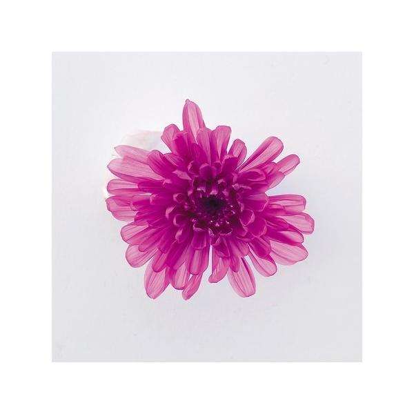 【商品番号：034-05539】/【VAR：10733】4988489224239/2014年6月新商品/15pny-030/18hwdp3/opk-2019/bk-3018プリザーブドフラワー花材 キク（菊）、マム【大地農園】