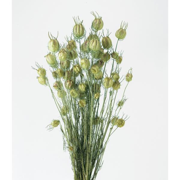 【商品番号：034-05606】/【VAR：4374】4988489223249/2014年6月新商品/2015easter-09/aki_drypuri2015_007/aki_drypuri2015_012/P17yes-009/16p...