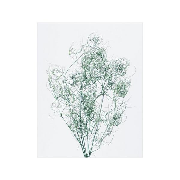 【商品番号：034-06231】/【VAR：22552】4988489231466/20150627new/aki_drypuri2015_001/15i_aki_38/15i_aki_107/aki_drypuri2015_012/15p...