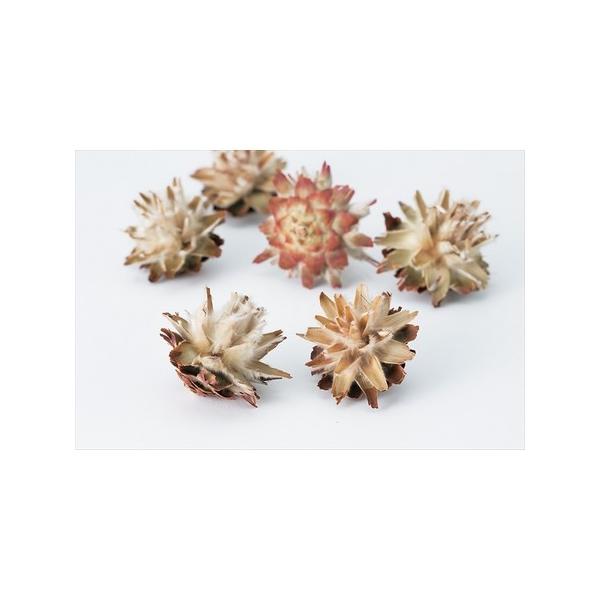 【商品番号：034-06291】/【VAR：65595】4988489232760/bk-1045/bk-2045ドライ実物＆フルーツ 松かさ、から松