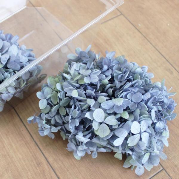 プリザーブド 大地農園 ピラミッドアジサイ ヘッド 約2輪 ブルーライム