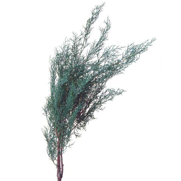 【商品番号：034-06672】/【VAR：67542】4988489242653/20160708new/15px-001/17love005/bk-1026/opk-2019/bk-3010プリザーブドグリーン 葉物