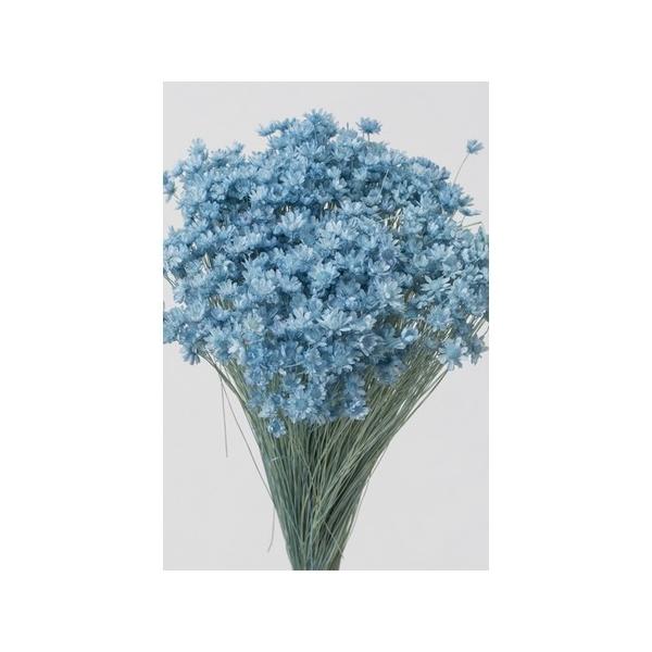 ドライ 大地農園 スターフラワー ミニ ベビーブルー 12g 30194-621