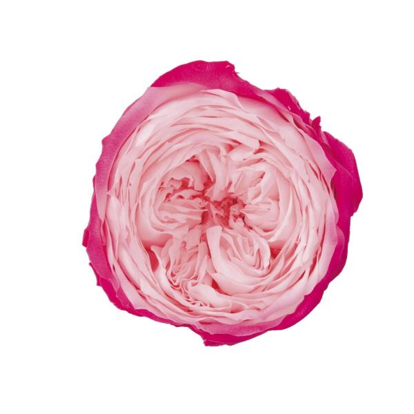 プリザーブド ローズ てまり シュシュ 8輪入り ピンクルージュ 100 は行 バラ の価格推移 サープラ