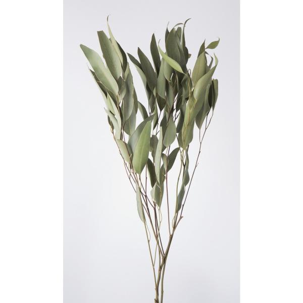 【商品番号：034-07520】/【VAR：54957】4988489260350/20180701new/bk-1026/bk-2003/bk-2026/bk-3009/bk-4007ドライ葉物 葉物【大地農園】