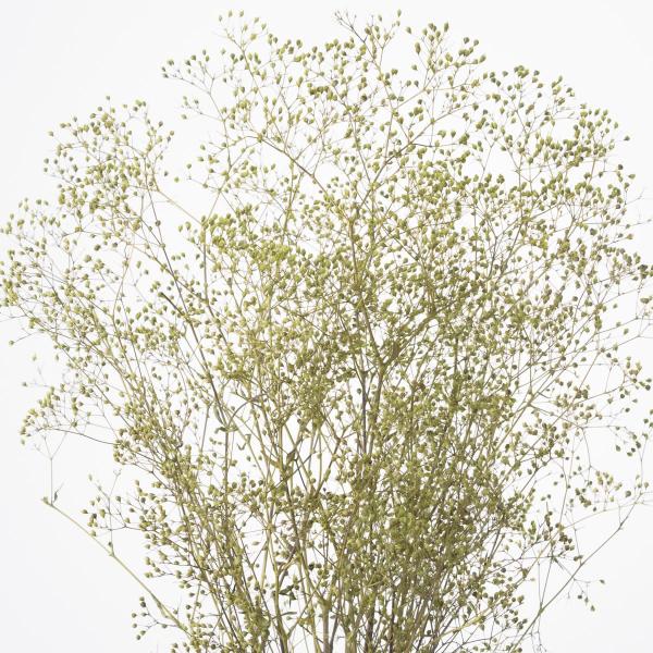 【商品番号：034-07668】/【VAR：4371】20190104new/bk-2109/bk-3005プリザーブドフラワー花材 カスミ草