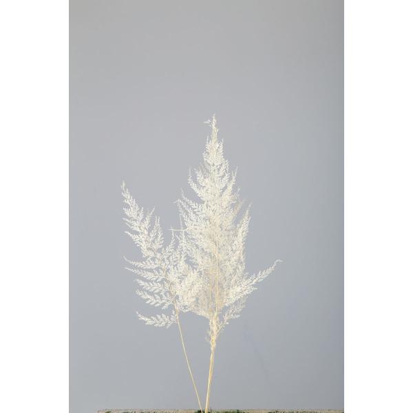 【商品番号：034-08172】/【VAR：】20200118new/bk-2026/shd-001/bk-3012/bk-4011ドライ葉物 葉物