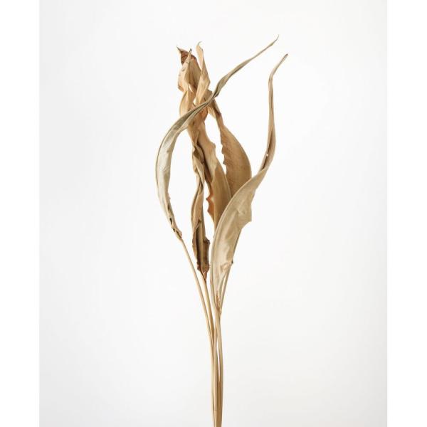 【商品番号：034-08193】/【VAR：59629】20200118new/bk-2026/bk-4007ドライ葉物 リーフ