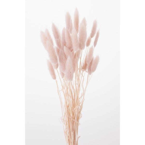 【商品番号：034-08216】/【VAR：4552】20200118new/fuwa2020/bk-2108/bk-3016/milkypinkドライフラワー花材 ラグラス