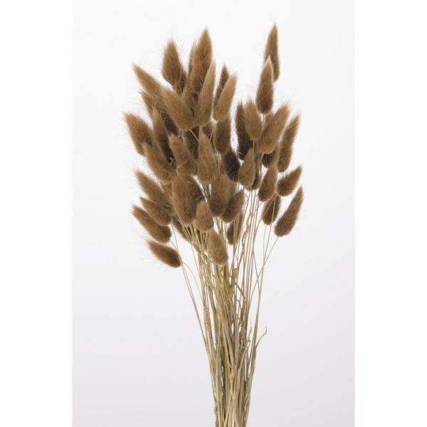 【商品番号：034-08218】/【VAR：4552】20200118new/fuwa2020/bk-2108/bk-3016ドライフラワー花材 ラグラス