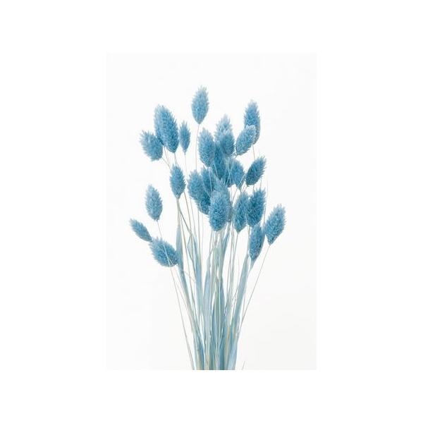 【商品番号：034-08227】/【VAR：4551】20200118new/bk-2108ドライフラワー花材 ポアプランツ【大地農園】