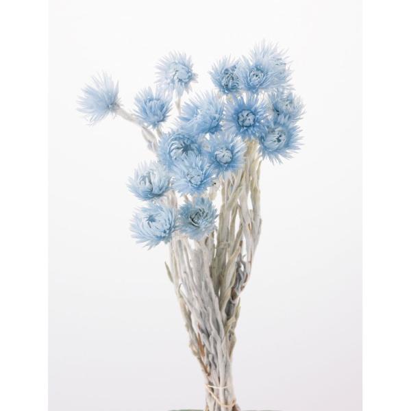 【商品番号：034-08231】/【VAR：4499】20200118new/bk-2108/bk-3016ドライフラワー花材 シルバーデージー