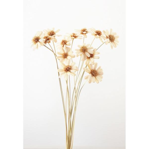 【商品番号：034-08233】/【VAR：59630】20200118newソラフラワー ソラマーガレット【大地農園】