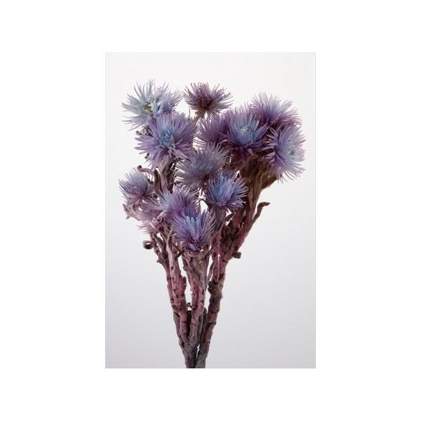 【商品番号：034-08551】/【VAR：4498】20201117new/2021春夏new/bk-3016ドライフラワー花材 シルバーデージー