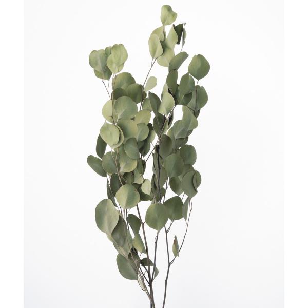 【商品番号：034-08614】/【VAR：54616】20210104new/2021春夏new/bk-3009/bk-4007ドライ葉物 葉物【大地農園】