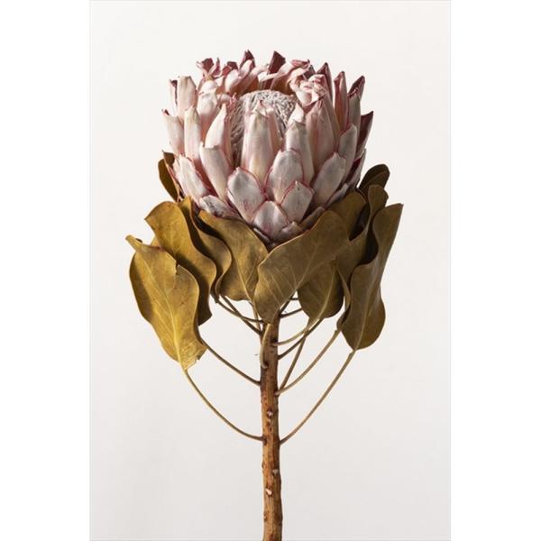 プロテア花材 ドライフラワー Www Resulyaman Com