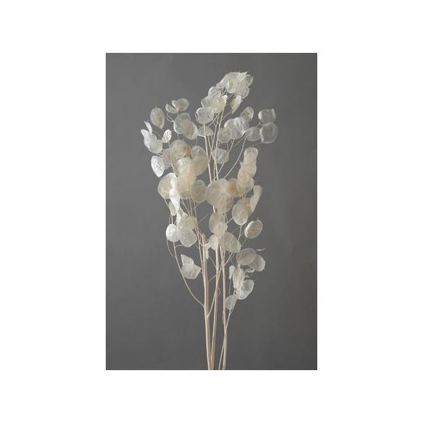ルナリアドライフラワー20cm10本 ドライ 大地農園 ルナリア 白 30073-011 ドライフラワー花材 : はなど
