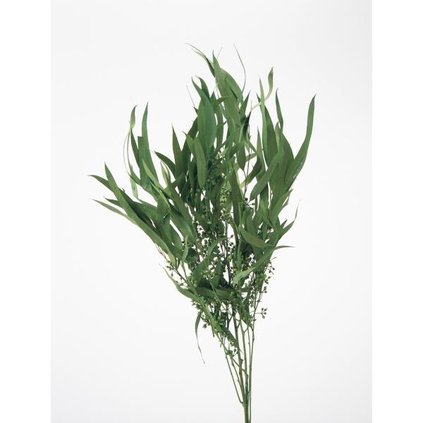 【商品番号：034-08816】/【VAR：67506】20220618new/bk-3010/bk-4008プリザーブドグリーン 葉物