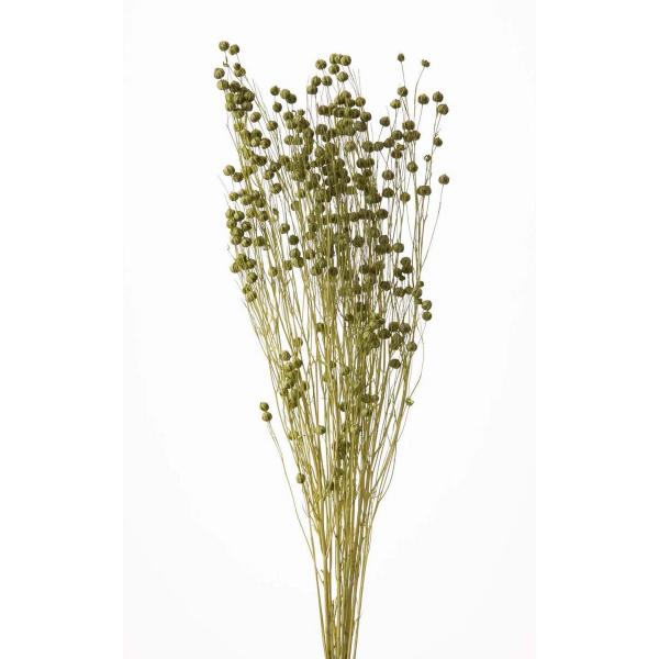 【商品番号：034-08978】/【VAR：4529】20230116newドライフラワー花材 その他ドライフラワー