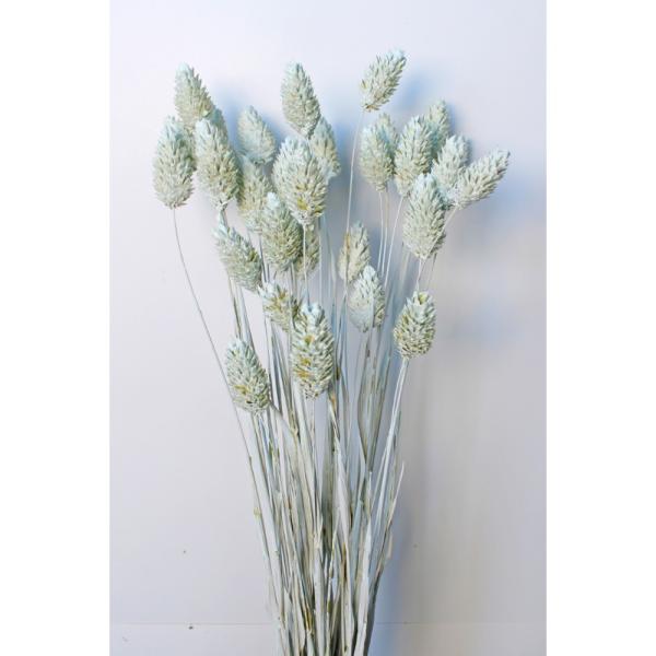 【商品番号：034-09052】/【VAR：4551】20230411new/color20230919ドライフラワー花材 ポアプランツ【大地農園】