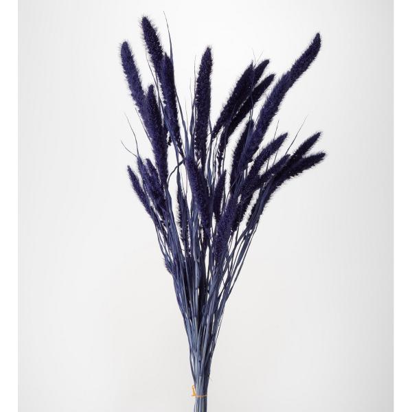 【商品番号：034-09084】/【VAR：65596】20230627newドライ穂物 その他【大地農園】