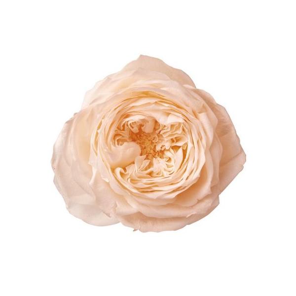 プリザーブドフラワー　ローズ　訳あり　224輪　大地農園　フロールエバー プリザーブドフラワー ローズ 訳あり 224輪 大地農園 フロールエバー