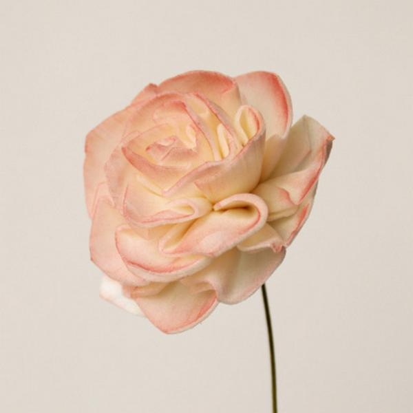 【商品番号：034-09322】/【VAR：77159】date20240311/999color10182ソラフラワー ソラダリア【大地農園】