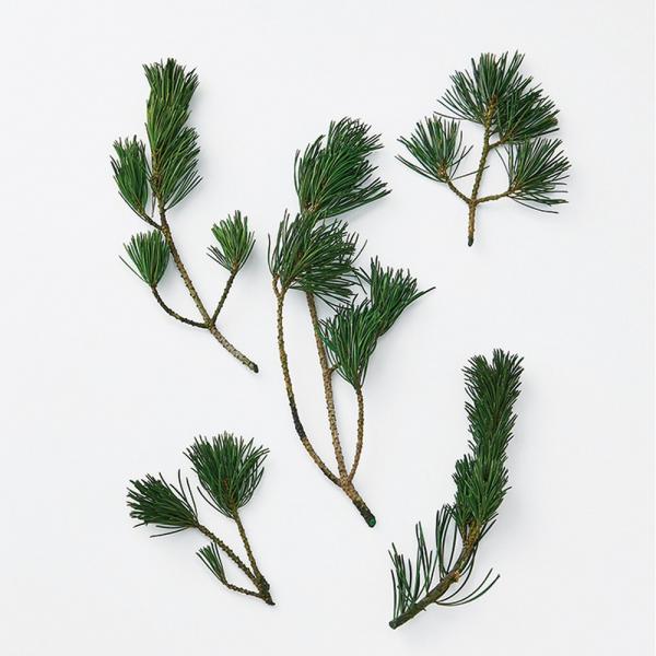 【商品番号：034-09367】/【VAR：】date20240722/999color10214/bk-4008プリザーブドグリーン 葉物/正月