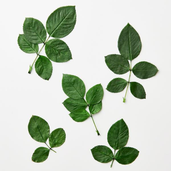 【商品番号：034-09516】/【VAR：】date20241216プリザーブドグリーン リーフ【大地農園】