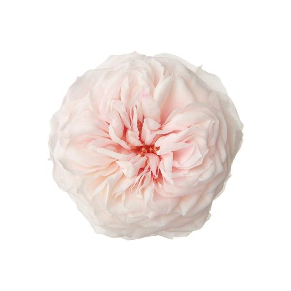 プリザーブド 大地農園 国産ローズ ダンスパーティー 3輪 シャンパン