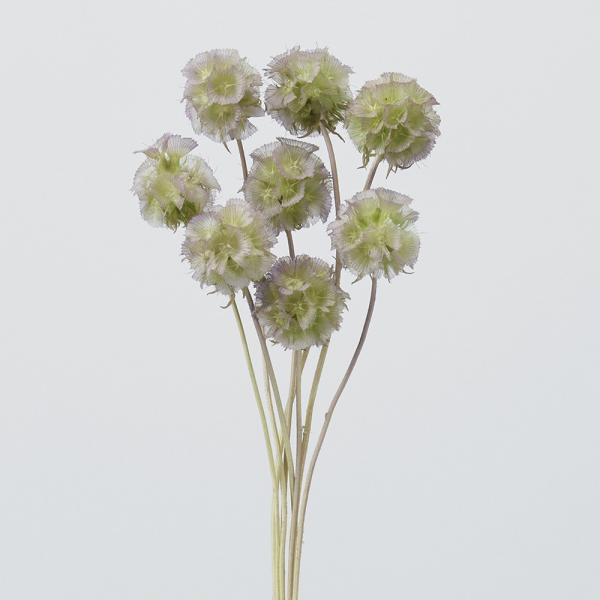 【商品番号：034-09560】/【VAR：81429】date20241216ドライフラワー花材 その他ドライフラワー【大地農園】