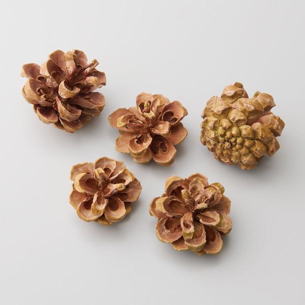 【商品番号：034-99295】/【VAR：】date20250722ドライ実物＆フルーツ 木の実