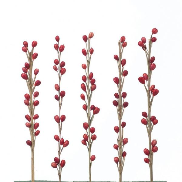 【商品番号：034-99314】/【VAR：84223】date20250722ドライ実物＆フルーツ その他【大地農園】