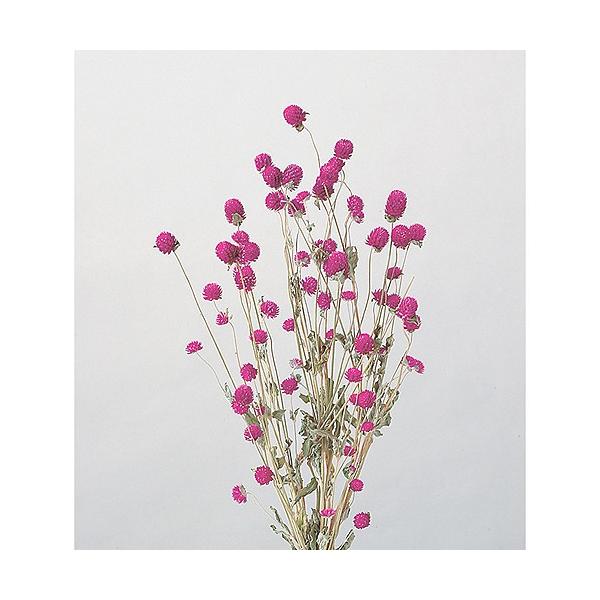 【商品番号：049-00130】/【VAR：8258】TOKA/60051/4940095600517/aki_drypuri2015_007/bk-1108/bk-2108/bk-3016ドライフラワー花材 センニチコウ（千日紅）